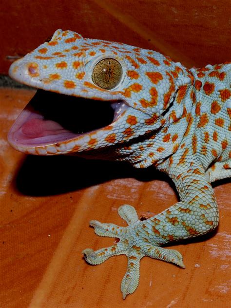 Tokay gecko - Wikipedia