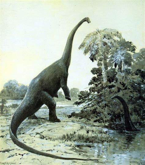 Diplodocus, par Charles Knight. Dinosauria, Saurischia, Sauropodomorpha, Sauropoda. 1907 ...