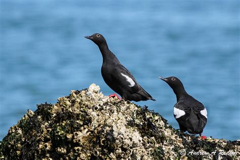 Pigeon Guillemot | Audubon Field Guide