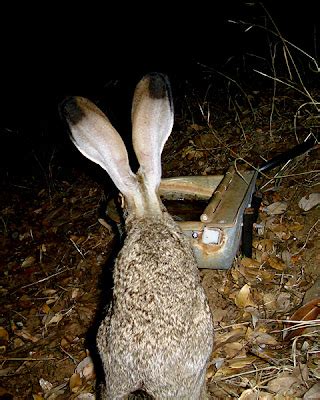 Camera Trap Codger: "I'm all ears!"