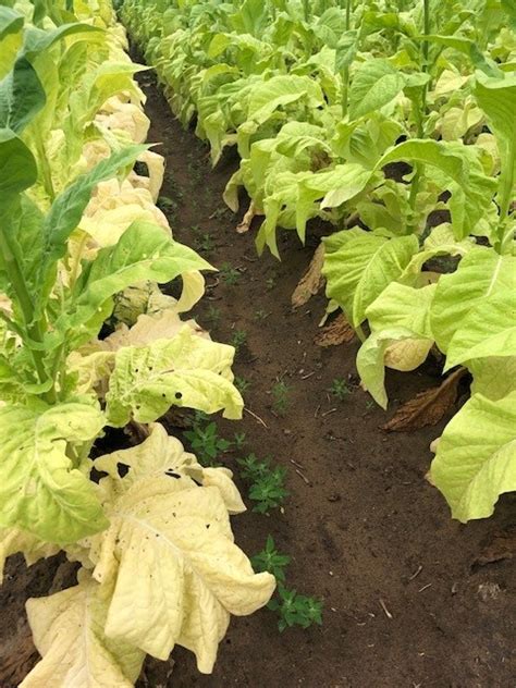 2021-Nitrogen Deficiency | Canadian Tobacco Research Foundation