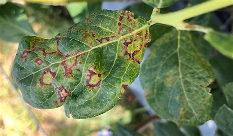 Watch for blueberry viruses – Good Fruit Grower