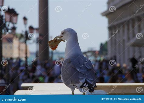 Seagull Eating a Slice of Pizza in Venice, Italy Stock Image - Image of bird, square: 99401143