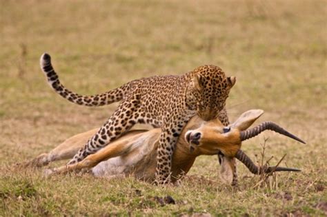 Predator-Prey Relationships - Kruger National Park