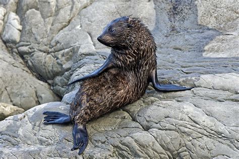 New Zealand fur seal - Stock Image - C002/7796 - Science Photo Library