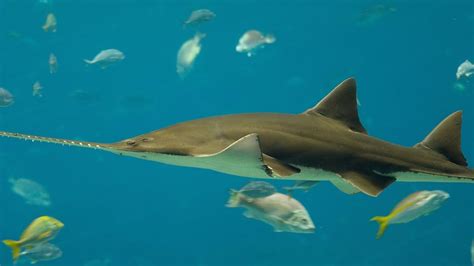 Endangered Sawfish Are Cloning Themselves to Stave Off Extinction — NOVA Next | PBS