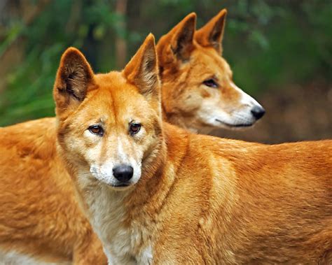 Call me crazy, but a dingo is as good as a doge! : r/dogecoin