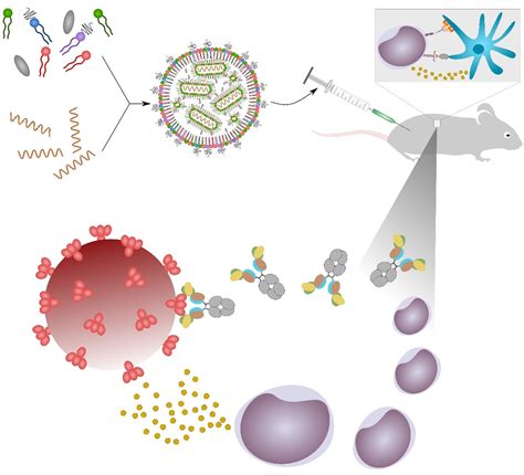 Design of mRNA vaccines delivered via novel lipid nanoparticles - Dan Peer Lab