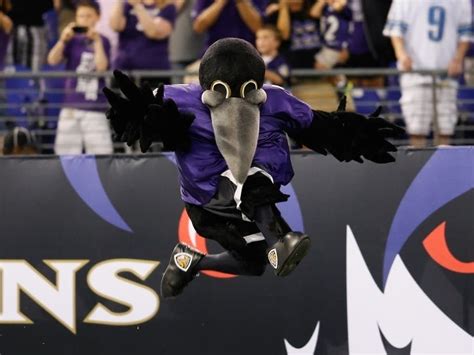 Ravens Mascot Poe Out For The Season Due To Drumstick Injury ...