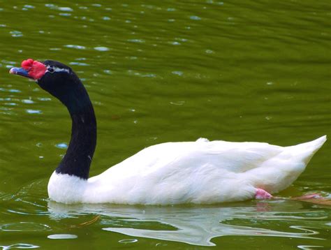 gardens@duke: Species Spotlight: Black-Necked Swan