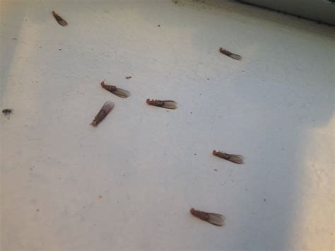 Are these termites? | Bloodydecks