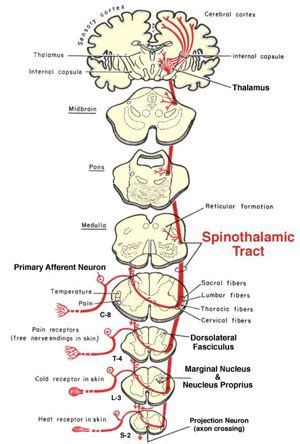 Neurobiology Learning Objects