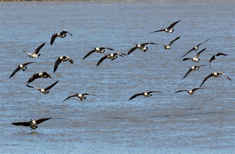 Out and About the Midwest: Frontier Park Missouri River Wildlife