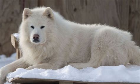 Alaskan Malamute