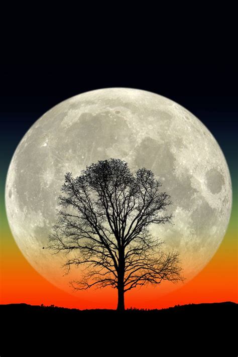 Big Tree. Big Moon. | Картинки с изображением луны, Пейзажи, Картины