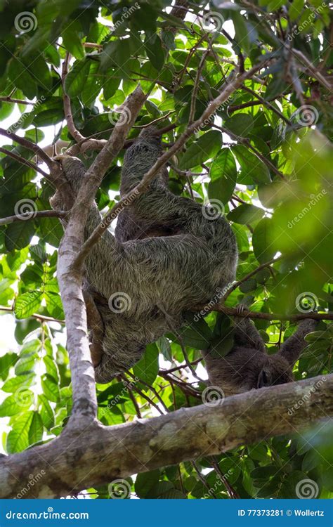 Three Toed Sloth in Costa Rica Stock Image - Image of cute, sloth: 77373281