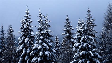 HD Wallpaper Winter, Forest, Spruce, Trees, Snow