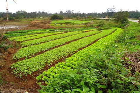 How Much Does Crop Rotation Cost | Storables