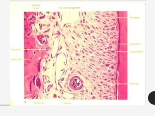 Periodontal Ligament Histology