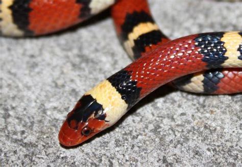 Scarlet Kingsnake – Florida Snake ID Guide