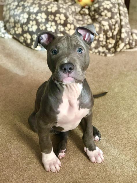 Still waiting for my puppy to grow into his legs.. #pitbulls | Cute ...