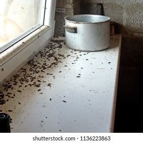 Dead Flies On Farm Window Sill Stock Photo 1136223863 | Shutterstock