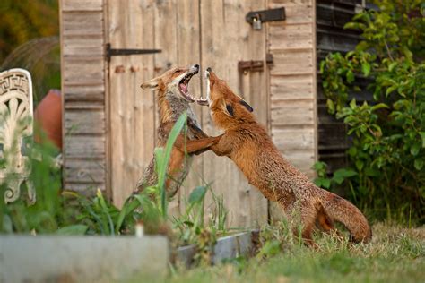 I've been photographing urban foxes for years. Here's what you didn't know - The Big Issue