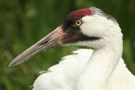 whooping crane | Birds, Crane, Bird