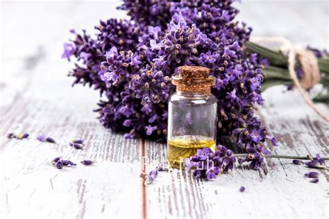 Spain Lavender Essential Oil - Best Prices & Quality at uh*Roh*Muh