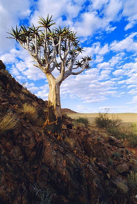 Namib Desert, Namibia | High quality stock photos, Stock photos, Purple plants