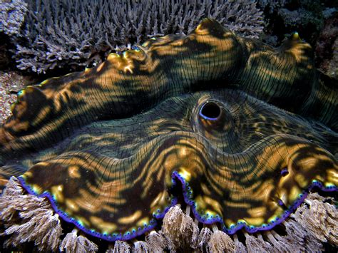 File:Giant clam komodo.jpg - Wikimedia Commons
