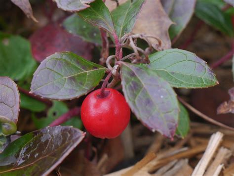 Wintergreen | Identify that Plant