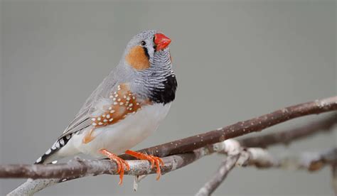 Types Of Finches | Top 5 Popular Pet Finches | Hutch and Cage