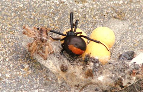 Red Back Spider with eggs Mites, Zoology, Family Love, Life Cycles, Spiders, Aussie, Fauna, Eggs ...