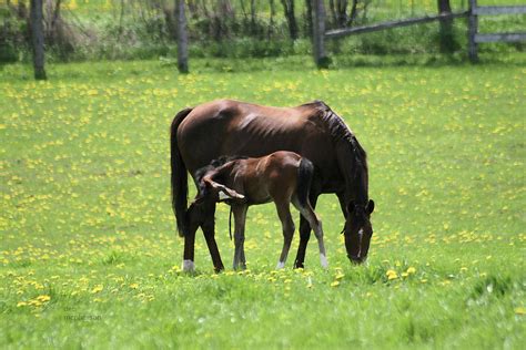 Baby Ross Photograph by Deb McPherson - Fine Art America