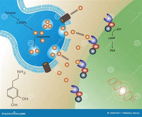 Dopamine function stock illustration. Illustration of psychology - 18447557