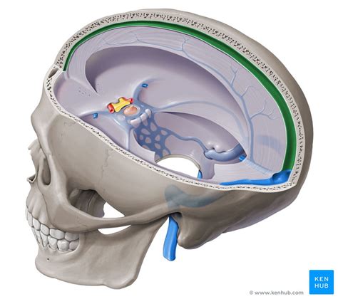 Superior sagittal sinus: Anatomy, tributaries, drainage | Kenhub