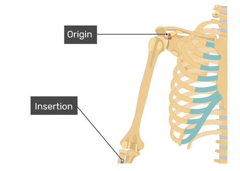 Biceps Brachii Origin And Insertion Clearance Seller | gbu-taganskij.ru