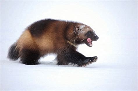 US lists wolverine as threatened species, citing climate change | Reuters