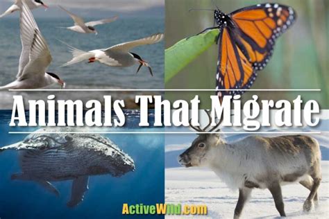 Animals That Migrate: A List Of Migratory Animals With Pictures And Facts