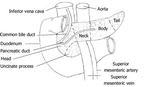 A Labeled Diagram Of The Pancreas Stock Illustration Download Image Now ...