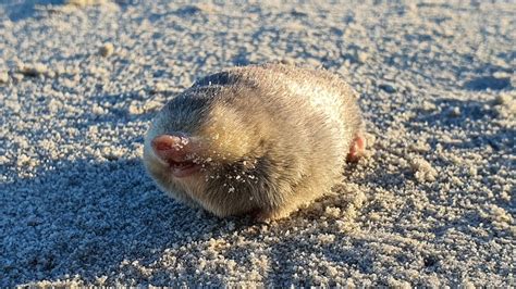 De Winton’s golden mole rediscovered after nearly 100 years | CNN