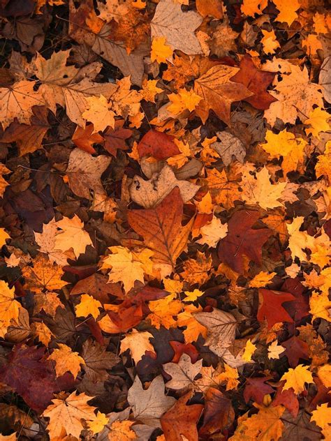 Brown Autumn Leaf Wallpapers - Wallpaper Cave