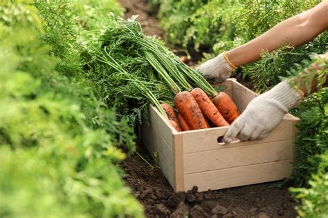 How to Get Into Vegetable Farming | SME South Africa