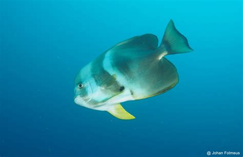 Teira Batfish (Platax teira) - Marine Life - Liveaboard Diving