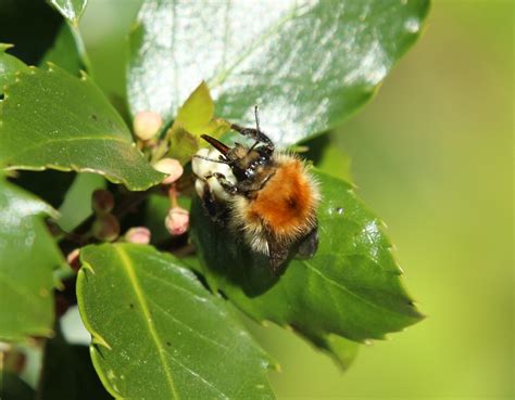 Common Carder Bee, Garden, Upper Cwmbran 15 April 2020 | Flickr