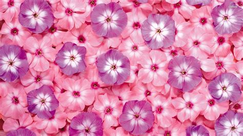 Pink And Purple Flower Backgrounds - Wallpaper Cave