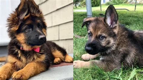 Long Haired German Shepherd vs. Short Haired: 7 Must-Know Differences | Puppies Club