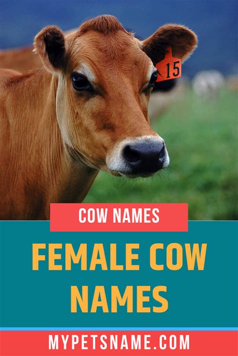 Family cow name ideas – Artofit