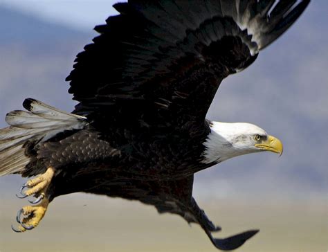Free Images : nature, wing, sky, flying, wild, beak, symbol, flight, predator, freedom, fauna ...